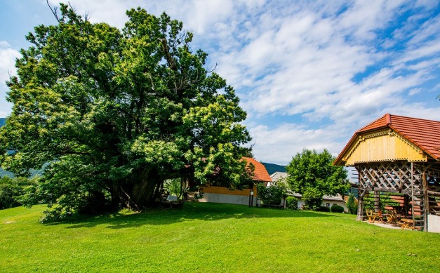 Gašperjev kostanj - 500 let staro drevesno naravno znamenitost s 8-metrskim obsegom debla pri Radečah